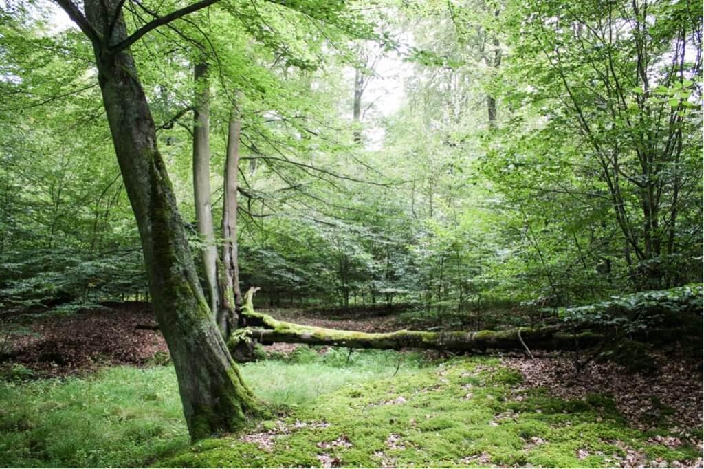 'Video thumbnail for Nationalpark Kellerwald-Edersee'