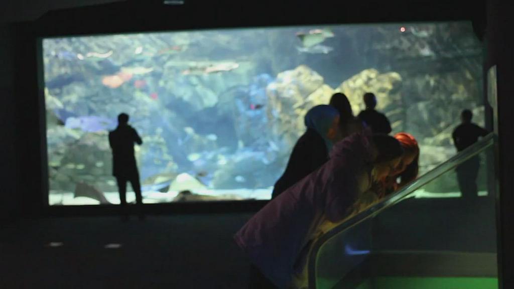 'Video thumbnail for Ripley's Aquarium of Canada Toronto Ontario'