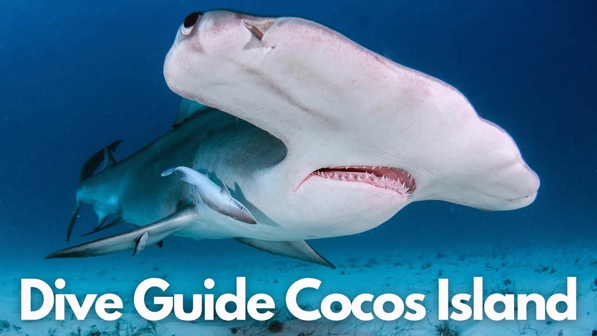 'Video thumbnail for A Scuba Diver Guide To Scuba Diving Cocos Island'