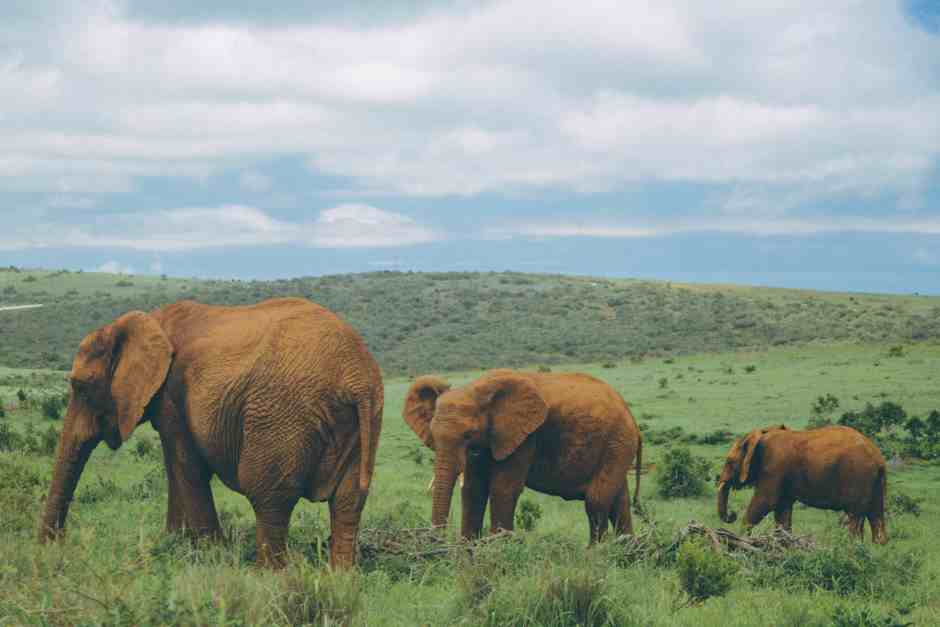 Elefanten Safaris im Addo Elephant Park