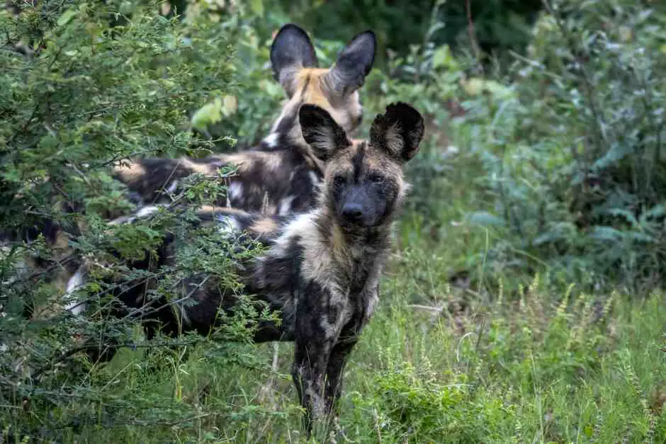 Seltene Wildhunde auf Safaris im Madikwe Game Reserve