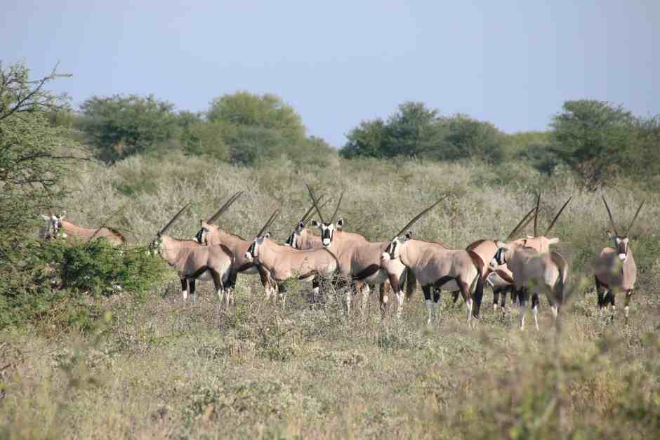 Oryxantilopen Safari