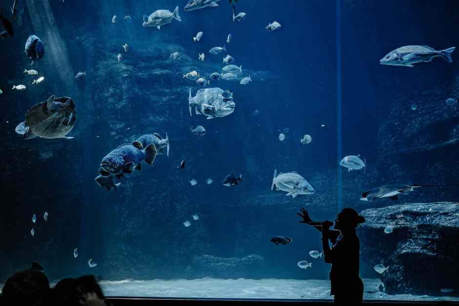 Kapstadt To Do - das Aquarium